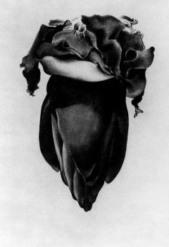Georgia O Keeffe : Banana Flower